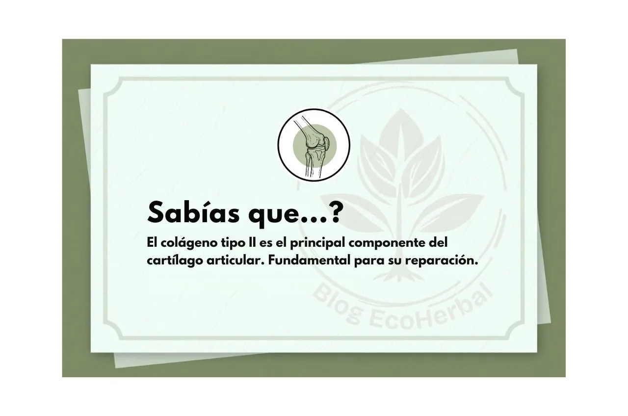 Dato sobre Colágeno Articular – EcoHerbal Viñeta con un dato sobre el colágeno tipo II
