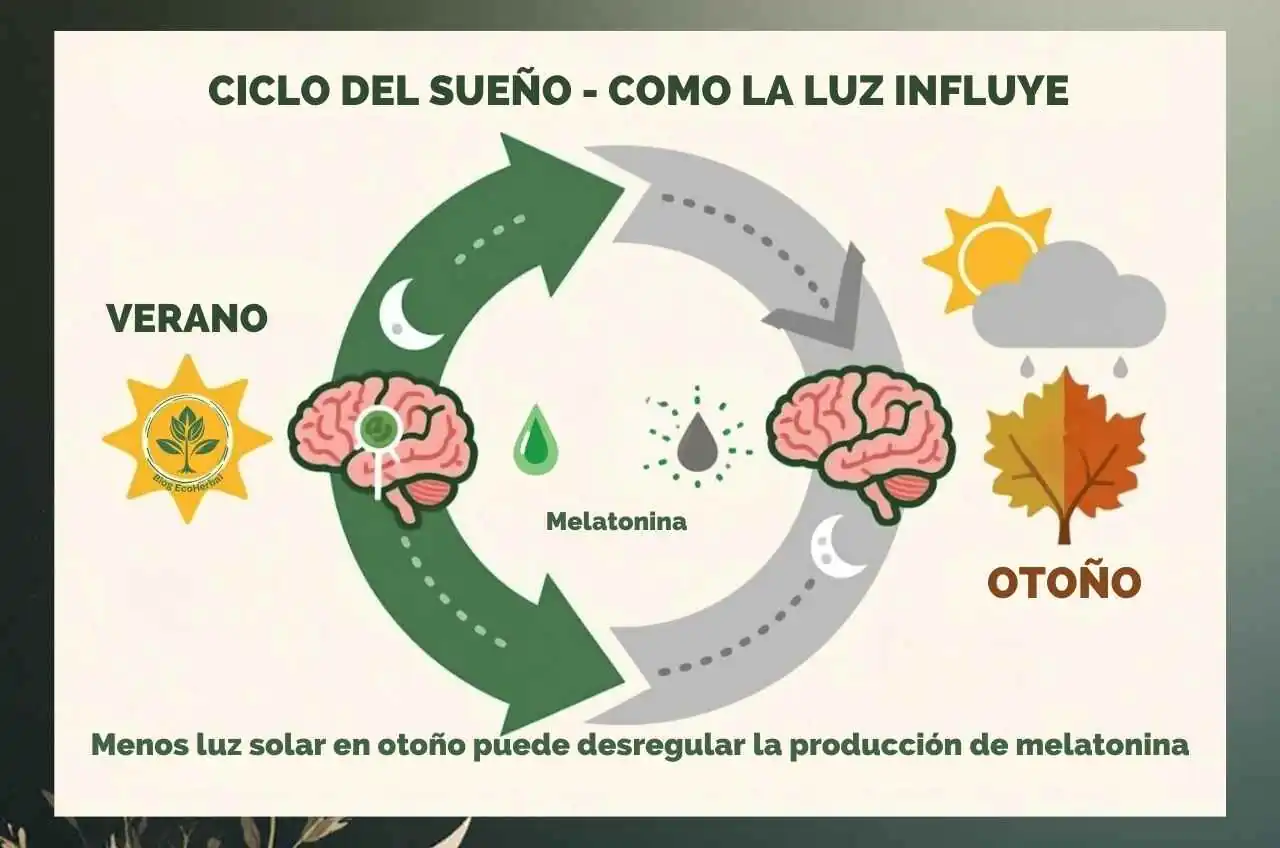 Infografía que explica cómo la luz solar afecta la producción de melatonina y el sueño en otoño e invierno.