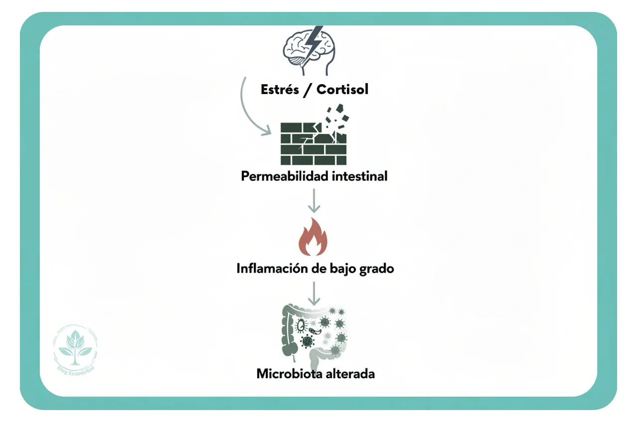 Círculo Vicioso del Estrés Digestivo – EcoHerbal Recuadro visual que resume el ciclo de cómo el estrés afecta la permeabilidad intestinal y la microbiota