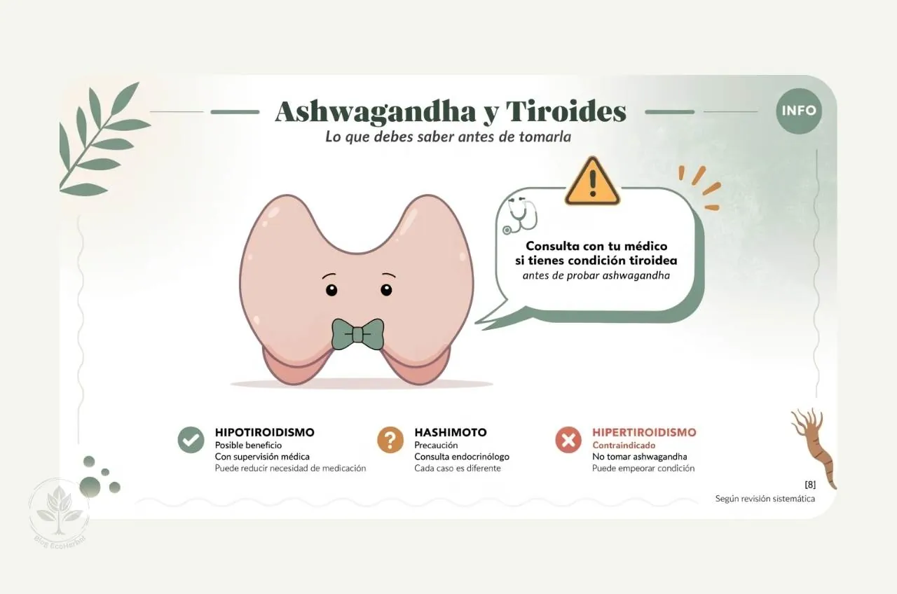 Ilustración educativa sobre precauciones al tomar ashwagandha con condiciones tiroideas: hipotiroidismo, Hashimoto e hipertiroidismo.