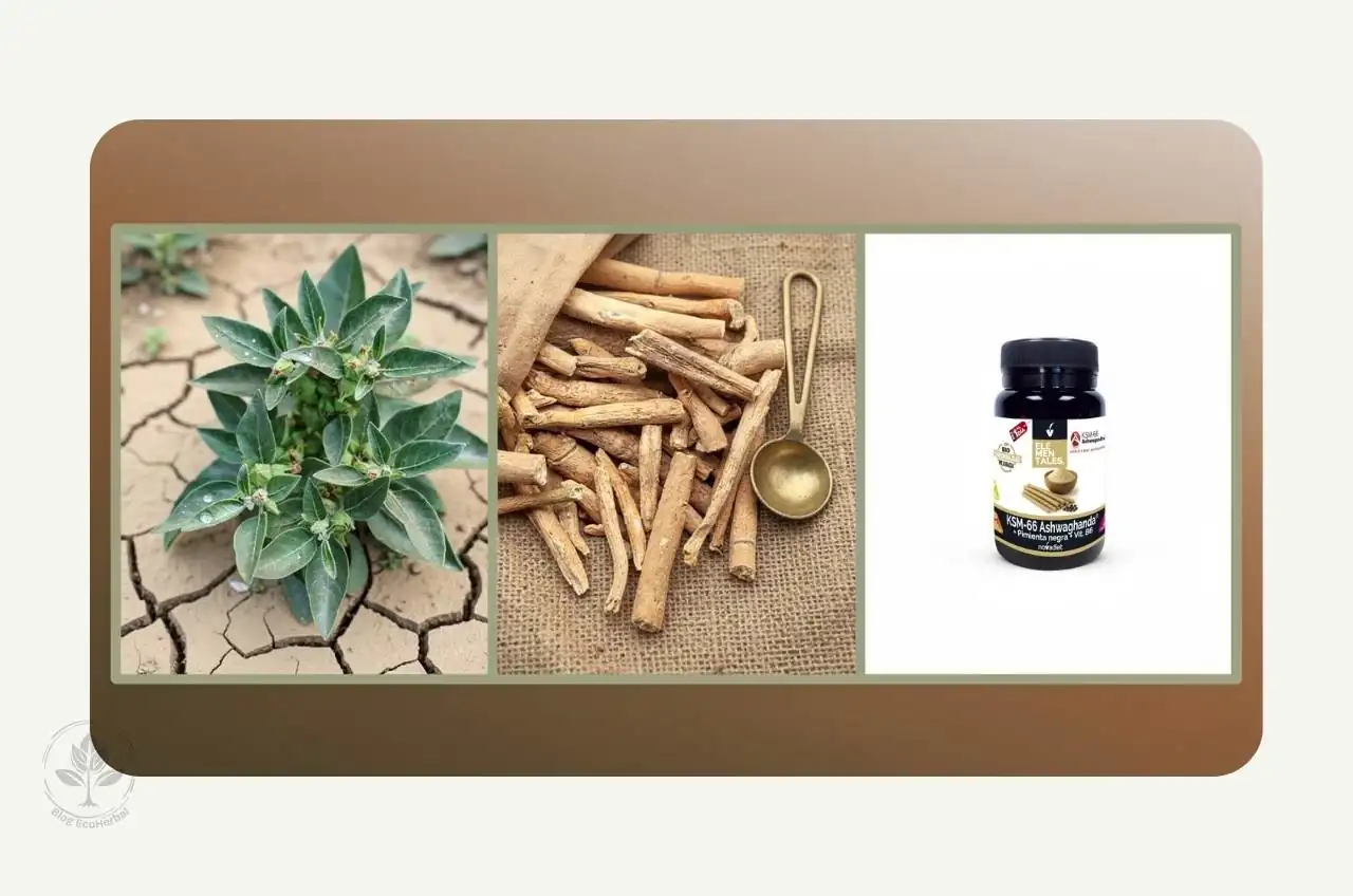 Tríptico mostrando la ashwagandha desde la planta viva hasta el suplemento moderno estandarizado.