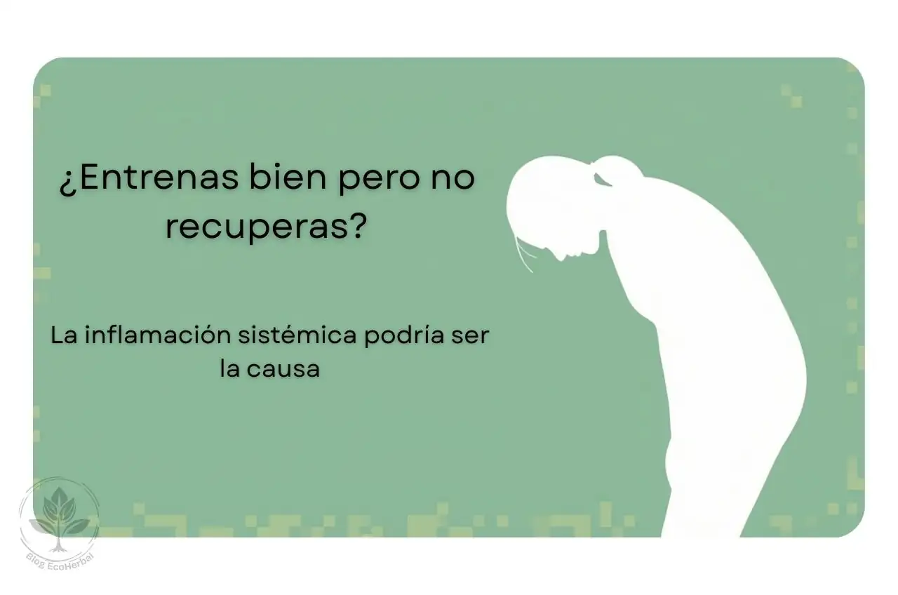 La Causa Oculta de tu Recuperación Lenta – EcoHerbal Viñeta informativa que revela la conexión entre inflamación sistémica y recuperación muscular lenta.