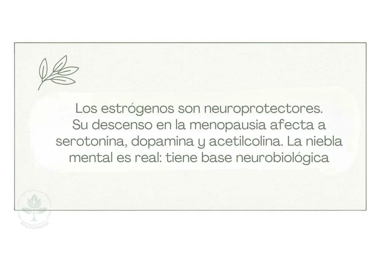 Resumen Científico Estrógenos y Cerebro en la Menopausia-EcoHerbal