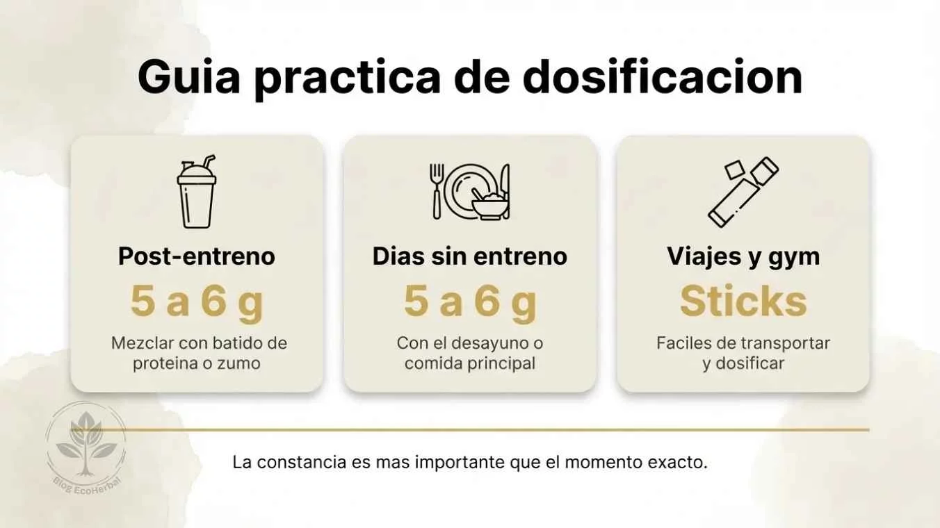 Guía Visual de Dosis de Creatina – EcoHerbal Infografía sobre dosis y timing de creatina con momentos del día y cantidades recomendadas