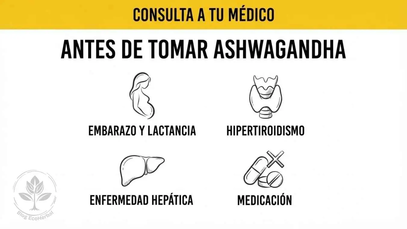 Contraindicaciones de la Ashwagandha — EcoHerbal Viñeta de aviso con las principales contraindicaciones de la ashwagandha para deportistas