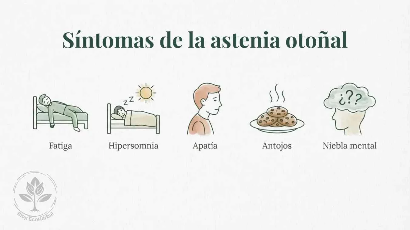 Síntomas de la astenia otoñal con etiquetas — EcoHerbal Grid de cinco iconos con etiquetas breves sobre los síntomas de la astenia otoñal
